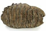 Woolly Mammoth Molar - Nice Roots #232727-2